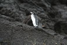 Penguin - Galapagos 2010 -IMG 8161